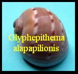 Glyphepithema alapapilionis alapapilionis, ROEDING 1798 